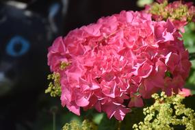 Hydrangea Blossom Bloom