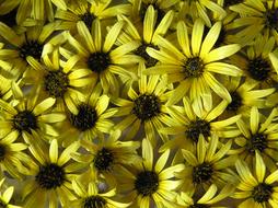 Daisies Yellow Plant