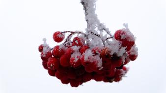 Winter Frosty Plant
