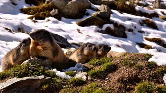 Marmots Snow Nature