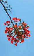 Flamboyant Red Tree Flame Of The