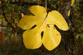 Leaves Nature Autumn