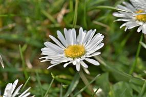 Geiss Floral Blossom Bloom