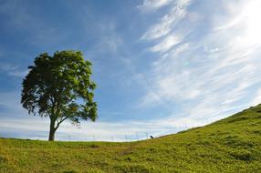 Natural Views From The Top Wood