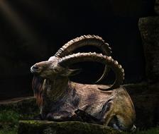 Animal World Nature Mammal