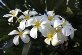 Nature Flowers Flower