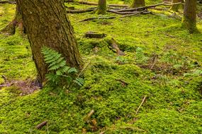 Forest Floor Moss