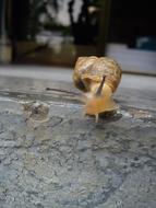 Nature Slow Shellfish