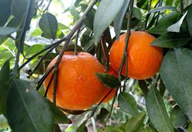 ripe oranges on a tree