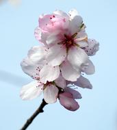 Almond Blossom Flower Cherry Wood