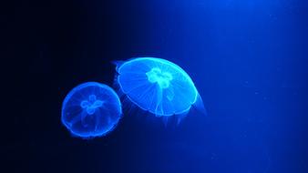 Science blue jellyfishes