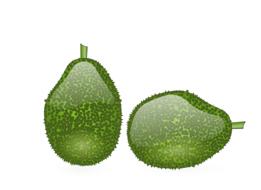 jack fruit fruit jack plant