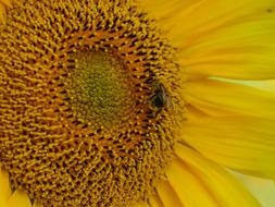 Sunflower Bee Pollination