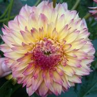 Flower Dahlia