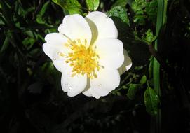 Single White Rose