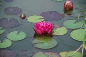 Water Lily Pond Aquatic Plant