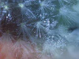 Blossom Bloom Flower