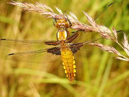 Nature At The Court Of Insect