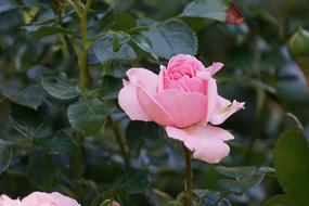 Filled Rose Blossom Bloom