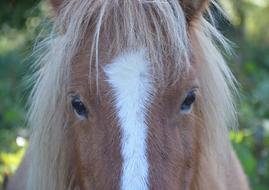 Shetland Pony Small Horse Next To
