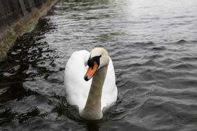 Waters Swan Nature
