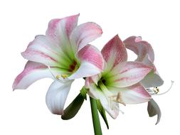 Amaryllis Flower Isolated