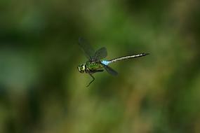 Natural Landscape Trees And Plants