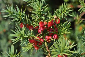 Yew Bush Fruit