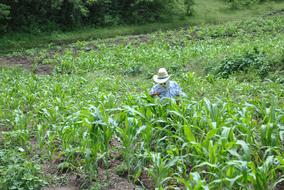 Corn Maize Field Super Torito