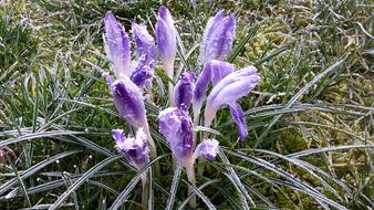 Crocus Snow Nature