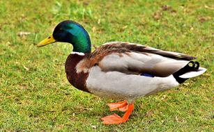 Mallard Drake Colorful