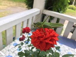 Flower Garden macro blur nature