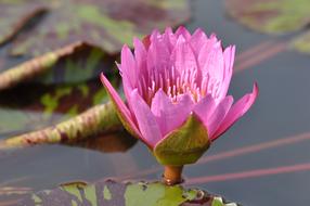 Nature Flowers Plants