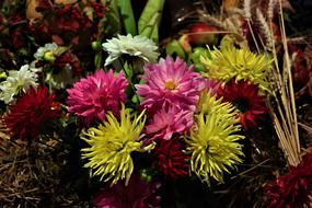 Flower Blossom Bloom