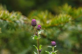 Wildflower Autumn