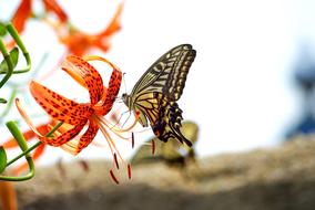 Nature Insects Swallowtail