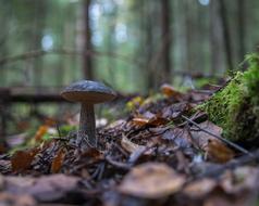 Podberjozovik Forest