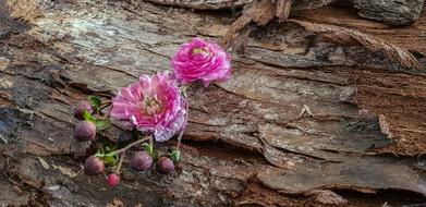 Silent Flower Heads Life Tree Bark