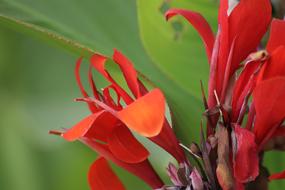 Canna Flowers Cannaceae