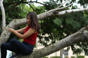 Nature Tree Beautiful