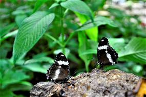 Black And White Butterflies Flower
