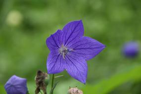Plants Flowers Nature Purple