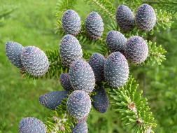 Cones Conifer Closeup
