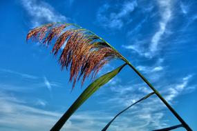 Plant Waterplant Reed