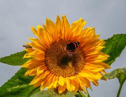 Sunflower Butterfly Close Up