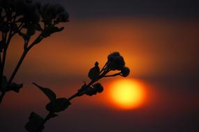 Silhouette Sunset With Backlight