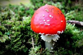 Fly Agaric Forest