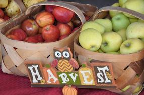 apple fresh harvest