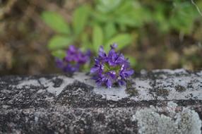 Flower Stone Wall