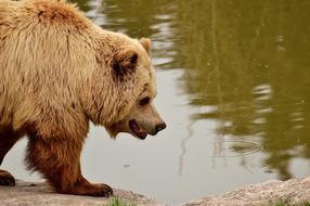European Brown Bear Bright Coat